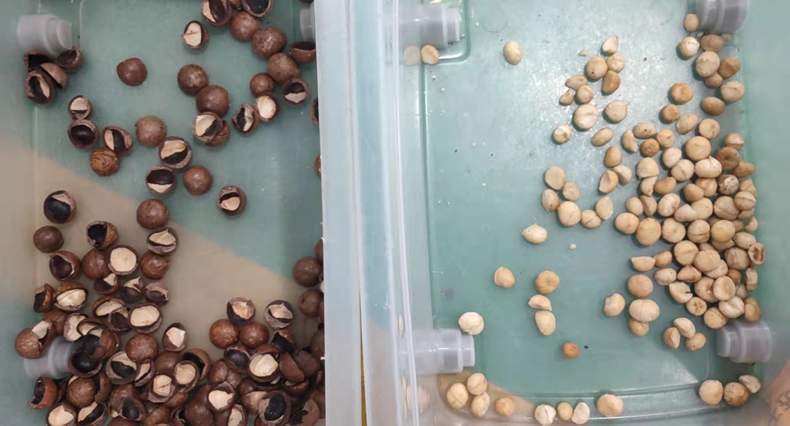 Mini Macadamia Nuts Color Sorter automático portátil com roda