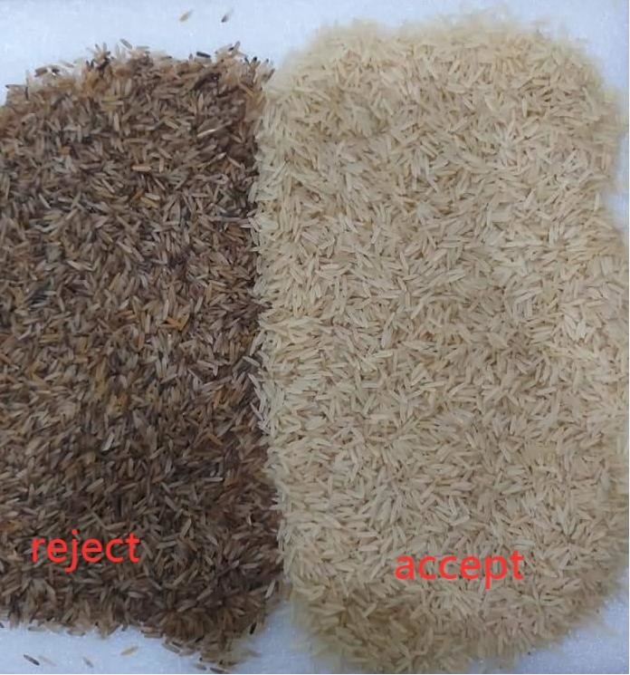 Rampas do classificador 8 da cor de WENYAO Parboiled Japonica Sorghum Rice