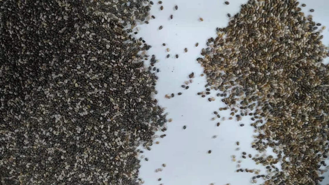 Elevada precisão da máquina de classificação da cor de Chia Seeds na porcelana