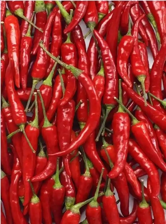 Câmera de Chili Belt Color Sorter With RGB do pimento