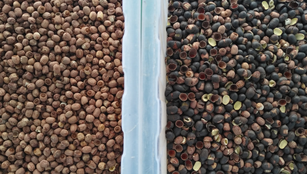 Câmera de Chili Belt Color Sorter With RGB do pimento