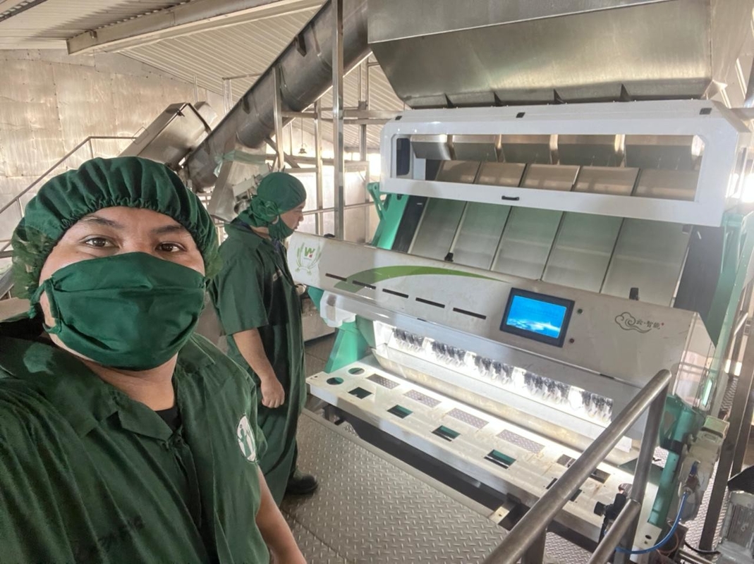 Os feijões de Rye do Polônia colorem a máquina do classificador para os feijões brancos que classificam e que limpam