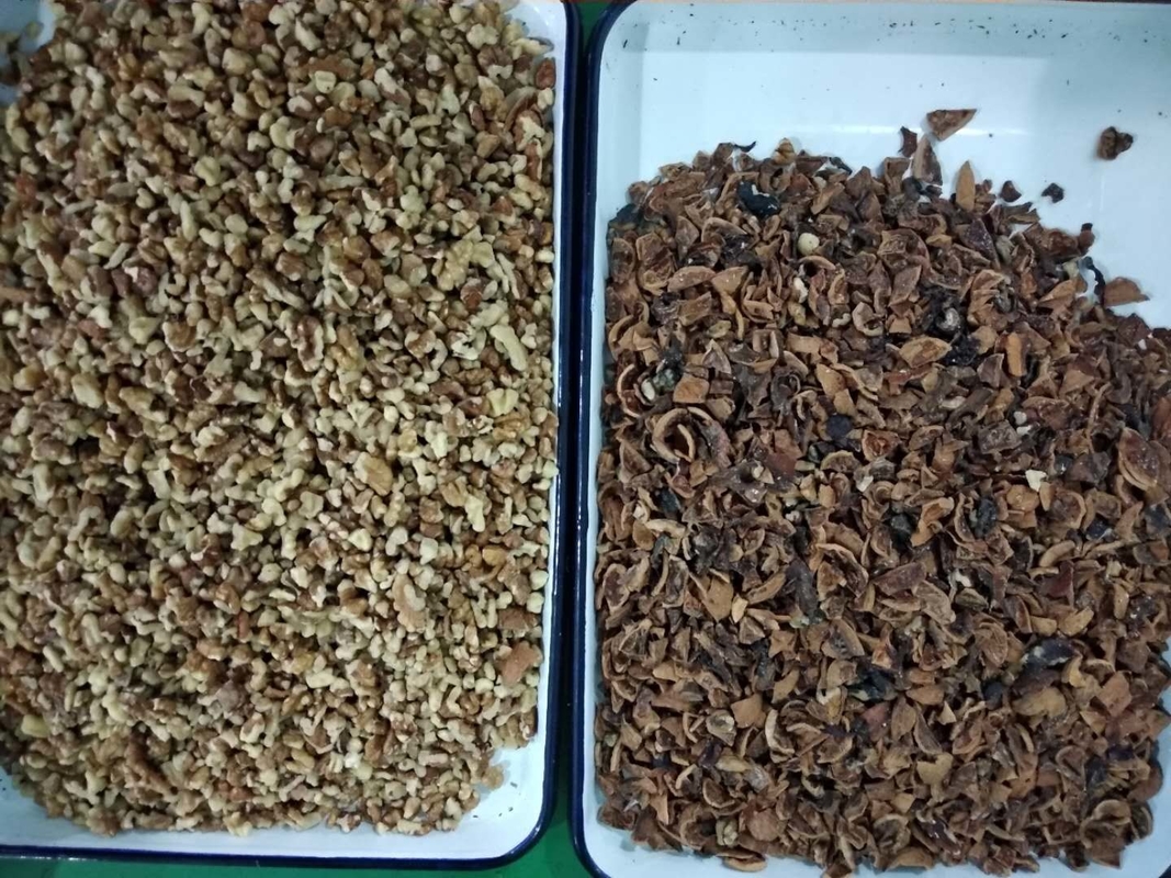 Semente de WENYAO Walnut Shell Removal Machine que seleciona a máquina do classificador da cor da porca do AI