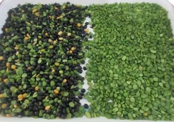 Tons/H verde ótico da máquina de classificação 8 - 12 de 512 feijões da grão do trigo do RGB dos canais