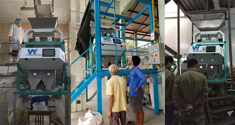 CE ótico do CE ISO9001 do CCD de Paddy Grain Color Sorter 8 do trigo esperto das rampas