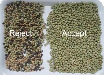 Classificador de cores de alta precisão Wenyao para feijão, grãos, cereais, trigo, milho, sementes, chá, nozes, classificador de cores, Wi-Fi, controle remoto