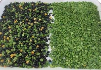 Classificador de cores de alta precisão Wenyao para feijão, grãos, cereais, trigo, milho, sementes, chá, nozes, classificador de cores, Wi-Fi, controle remoto