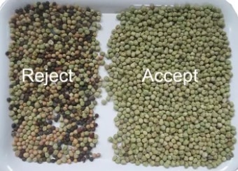 Controlo a distância de Wifi do classificador da cor do Ccd de Wenyao AI para o feijão de cacau do sorgo da aveia do milho