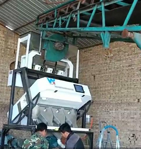 Separador do classificador da cor do cominhos da máquina de classificação da cor do cravo-da-índia do classificador da cor da especiaria da precisão alta com 2 anos de garantia
