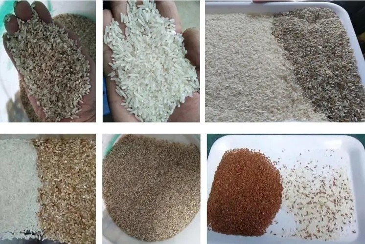 Câmera do CCD 10 do arroz da cor do classificador da máquina do arroz toneladas de máquina de classificação com tecnologia do AI