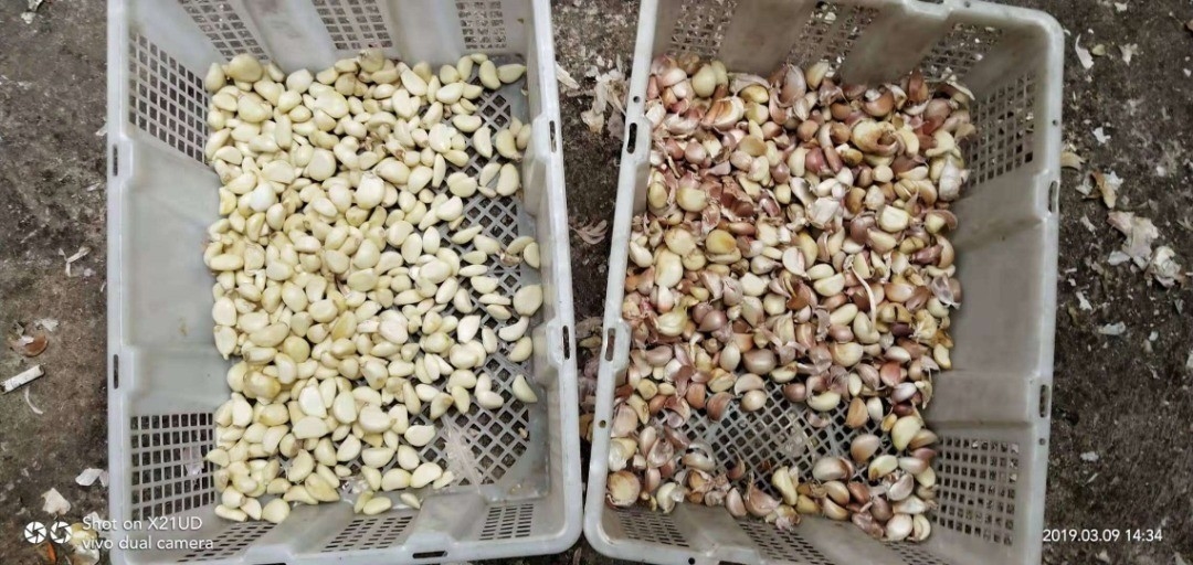 Máquina de classificação inteligente da cor do CCD do classificador da cor da aveia do uso da exploração agrícola com certificação do CE