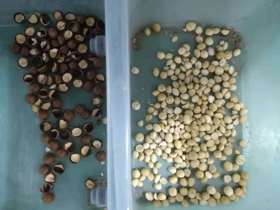 Máquina de classificação inteligente da cor do CCD do classificador da cor da aveia do uso da exploração agrícola com certificação do CE