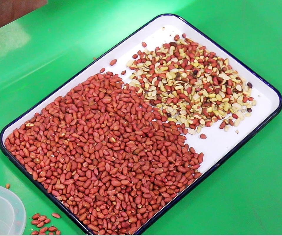 Máquina de classificação inteligente da cor do CCD do classificador da cor da aveia do uso da exploração agrícola com certificação do CE