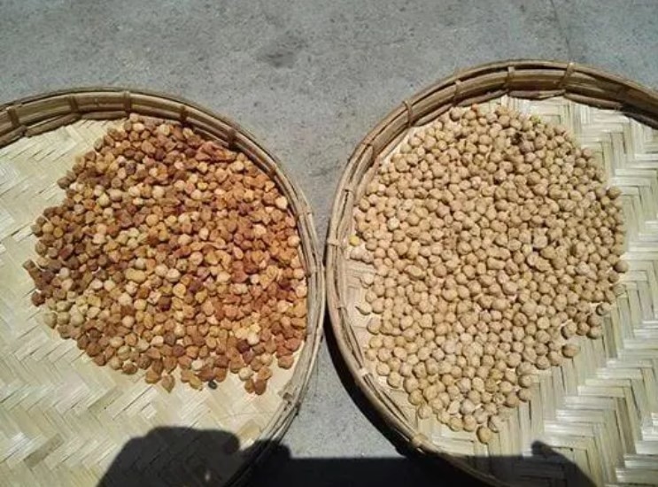 Máquina de classificação do arroz do feijão de soja do separador do CCD de Bean Nuts Color Sorter AI do café