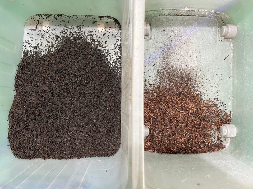 Wenyao 3 escadas 192 canais de alta capacidade Medicago Ruthenica sementes máquina de classificação de cores sementes de girassol Color sorter