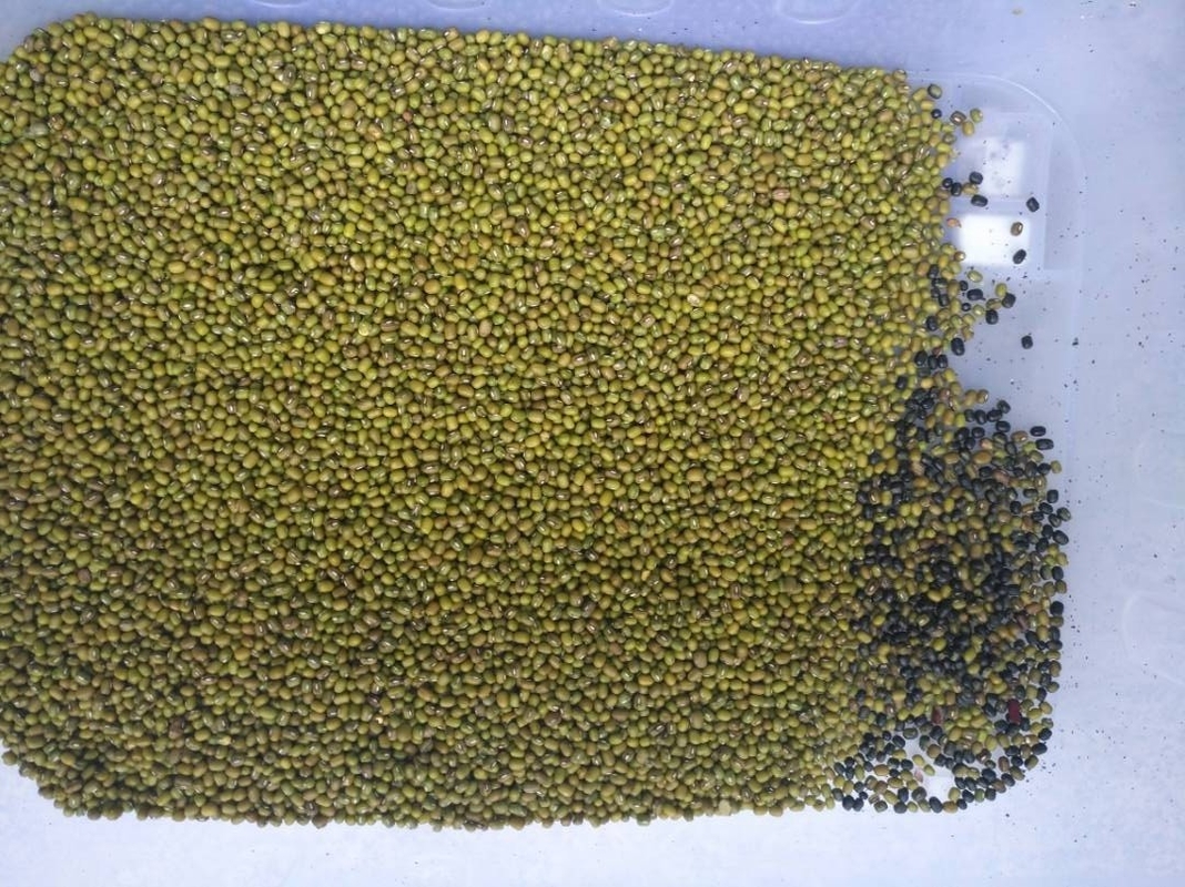 Alta precisão de triagem Máquina de triagem de cores de grãos de café Arroz Equipamento de triagem de nozes de plástico Multifunção