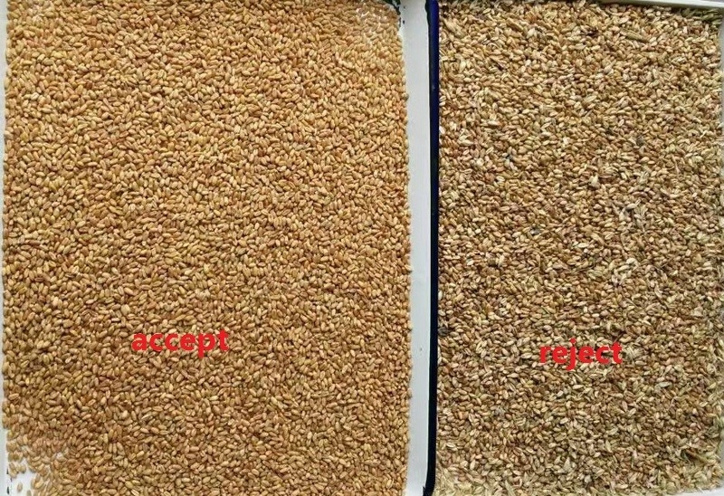 Máquina de classificação de cor de trigo mofado de 5 escadas Remover milho de trigo Sorteador de cor de grão óptico para separador de grau de trigo