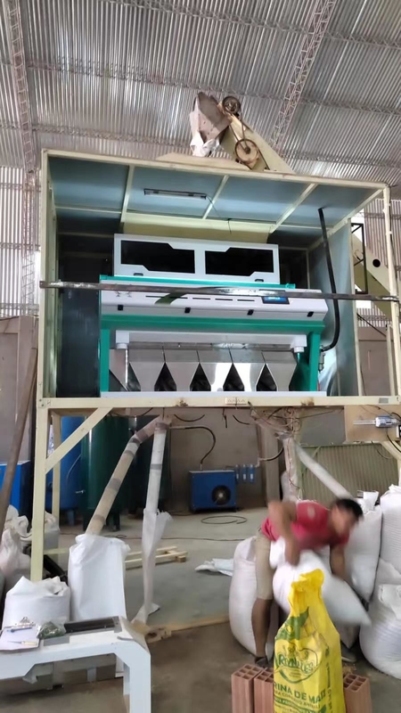 Máquina de classificação de cor de trigo mofado de 5 escadas Remover milho de trigo Sorteador de cor de grão óptico para separador de grau de trigo