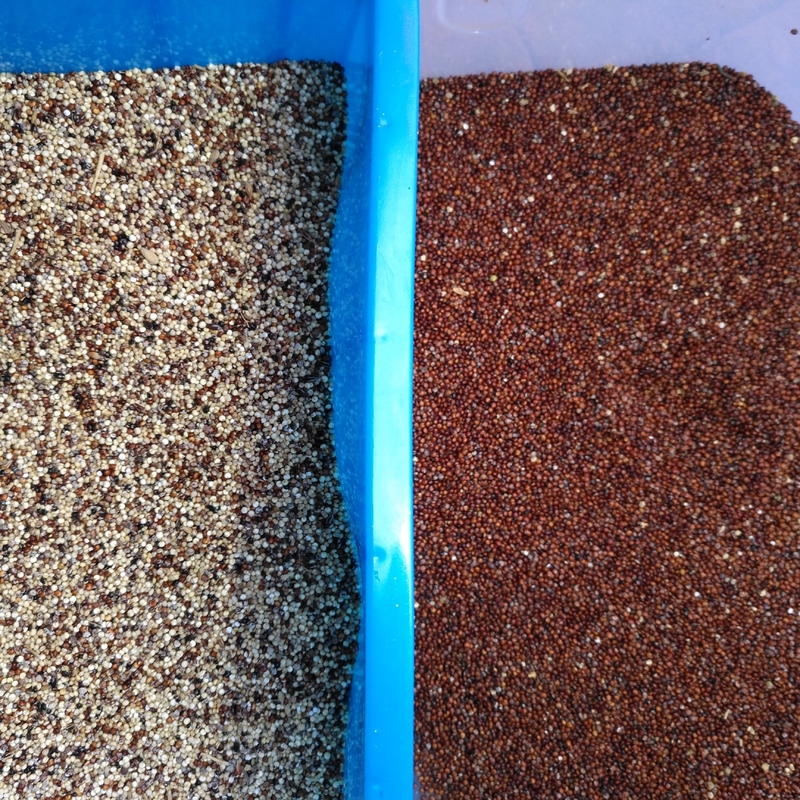Alta Eficiência Chia Seed Grain Color Sorter Com Velocidade de Sortar Manutenção Fácil E Interface Amigável Ao Usuário