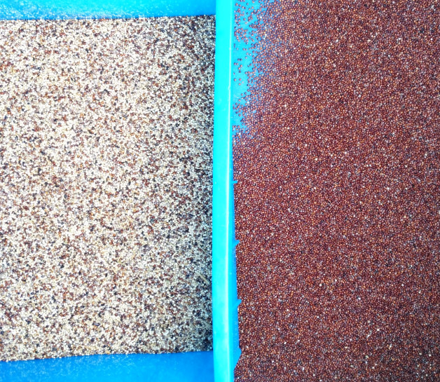 Máquina de classificação de cor de sementes de quinoa Grãos longos Arroz cozido Color Sorter Optical Seeds Color Selector