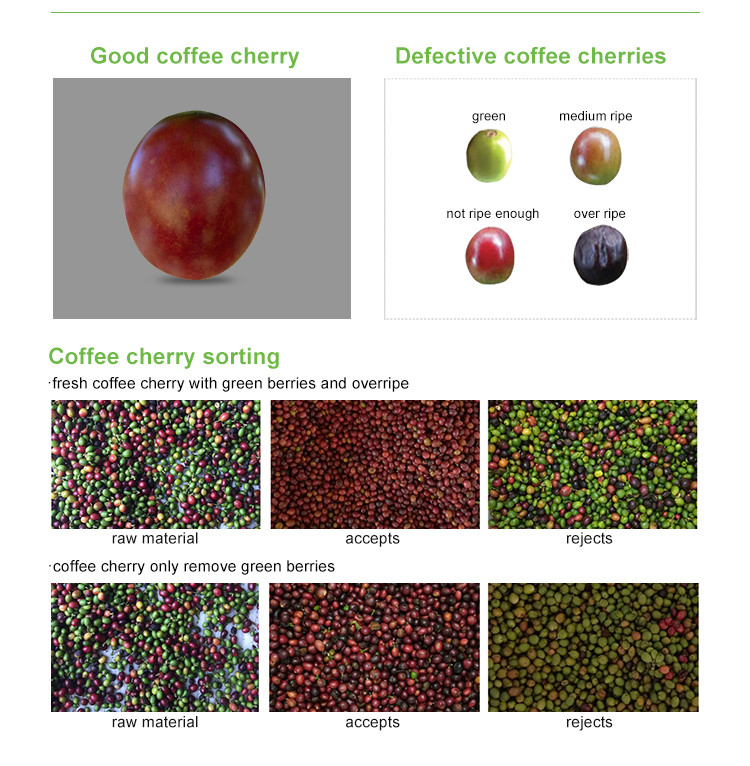 Mini Cinturão Cranberry Blueberry Color Sorter Máquina de classificação de cores de café alto cereja