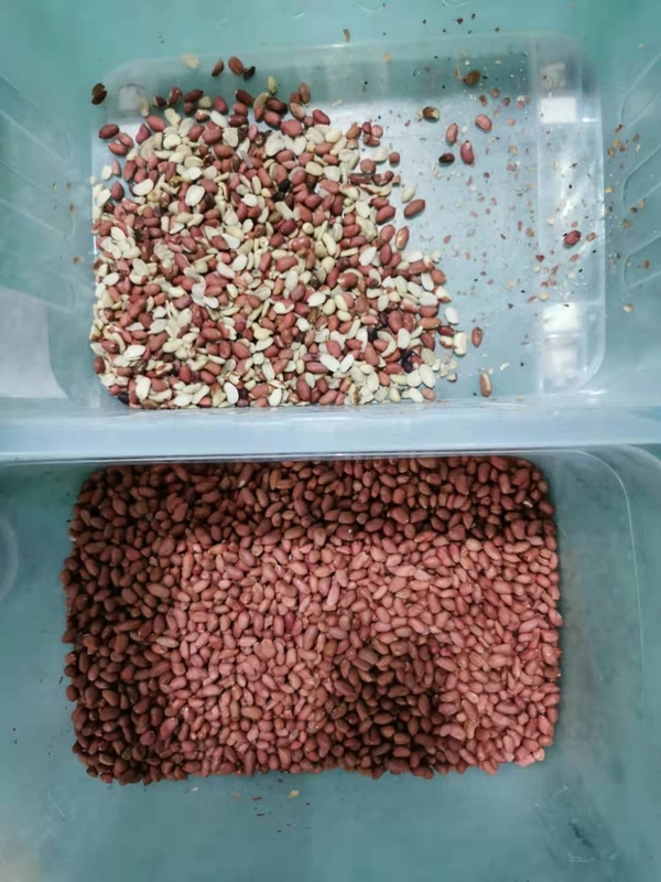 CCD Camera Arroz Color Sorter Máquina de Seleção Inteligente para Agricultura