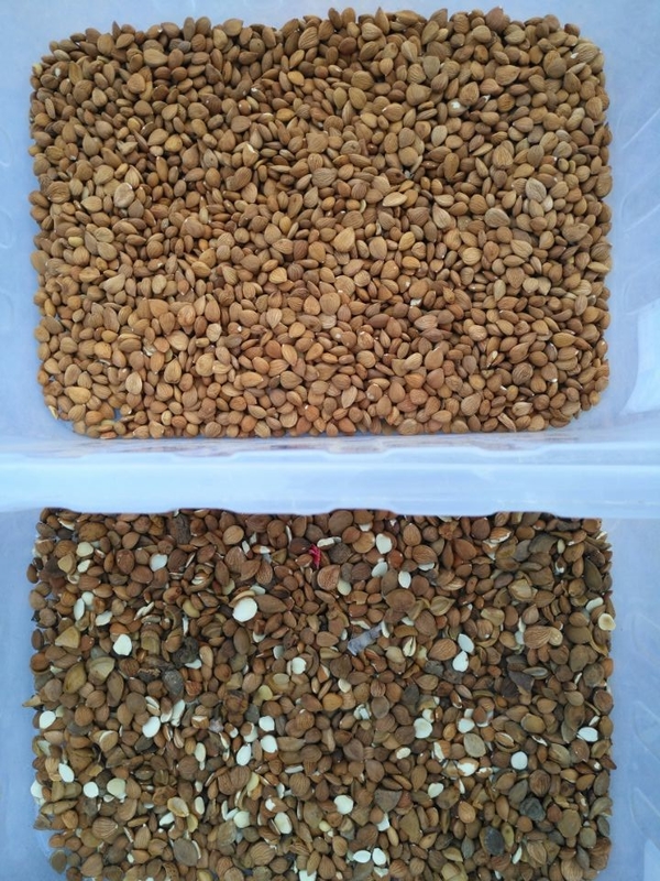Classificador de cores preciso para uma ampla gama de estoques a granel com base na análise do produto por cor