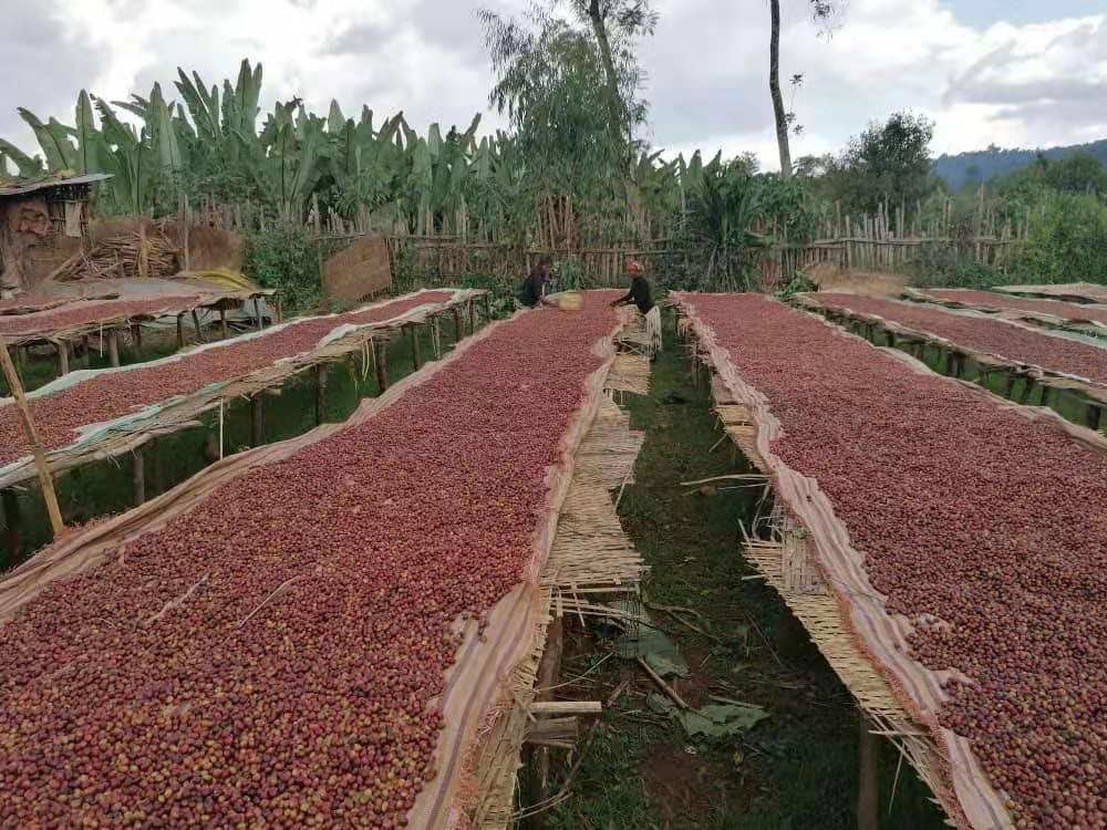 Wenyao Intelligent Coffee Cherry Color Sorter Máquina multifunção de classificação de cores para frutas frescas e congeladas