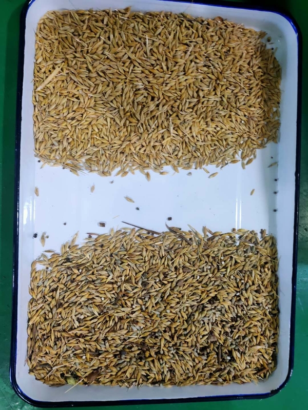 Agropecuária Coloridor de alimentos para cevada Cereais Feijões Trigo de milho