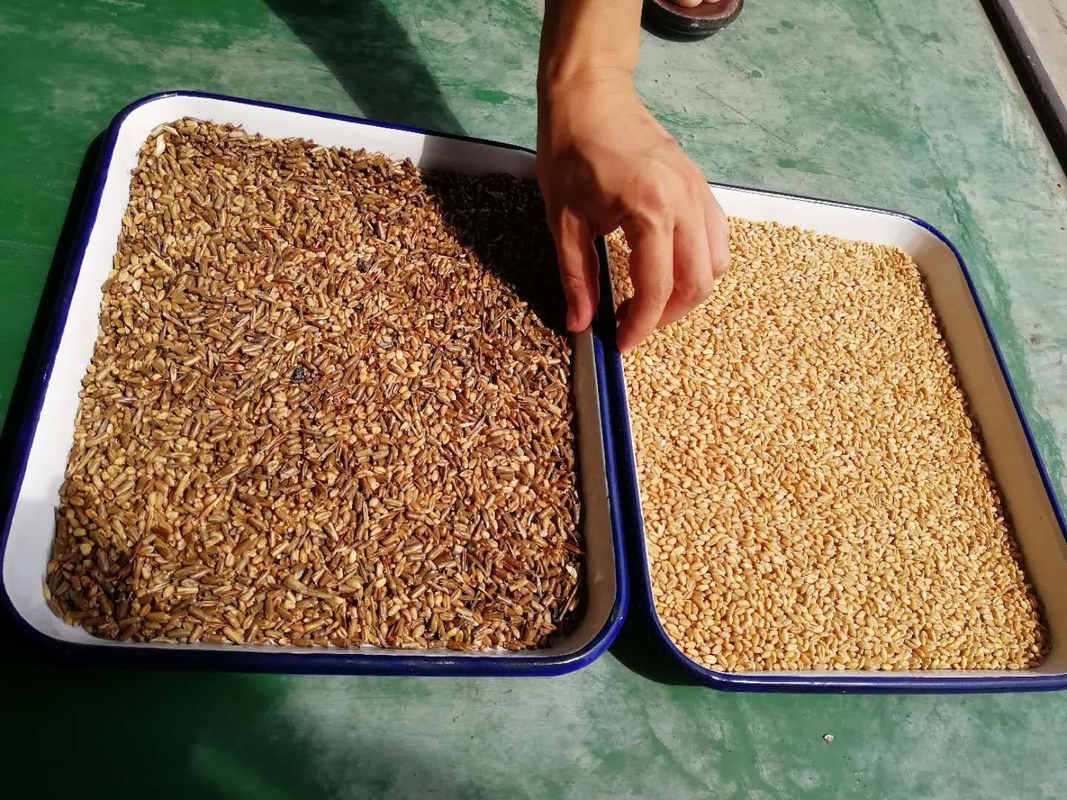 Máquina de classificação de cores de alta precisão inteligente Wenyao Máquina de classificação de cores de arroz / grãos para produtos agrícolas