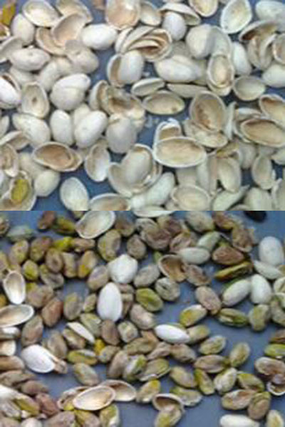 Wenyao Macadamia Color Sorter Nuts Color Selector Machine Máquina de seleção de castanhas de caju