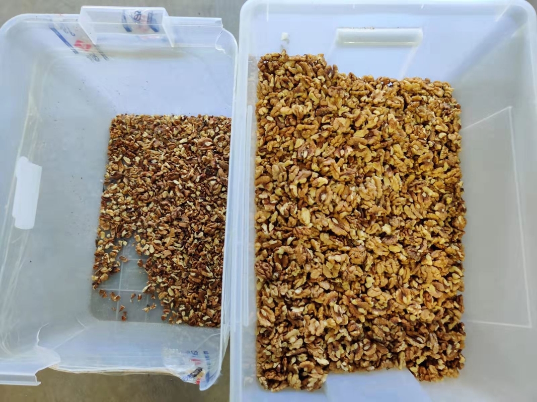 Wenyao 2 Chutes Walnut Color Sorter Máquina de classificação de tamanho e forma com certificado CE