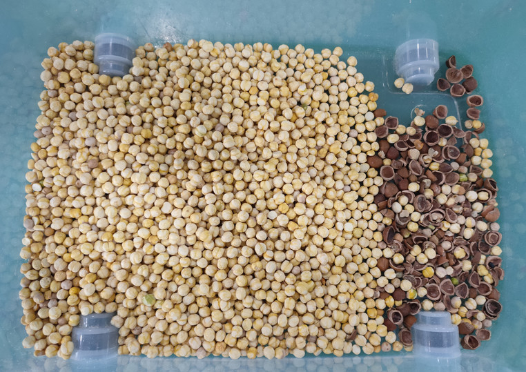 Wenyao Máquina de classificação de cores de nozes de caju de alta precisão