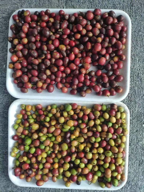 Mini Cinturão Óptico Color Sorter Para Café Cereja Uso Para Fabricante de Grão de Café