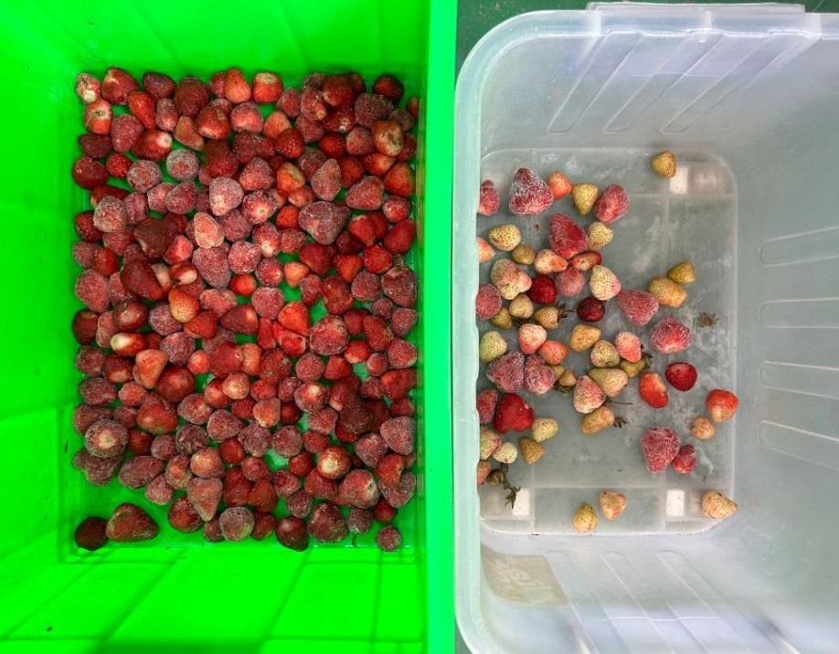 Máquina de classificação de cores de aço inoxidável resistente à água