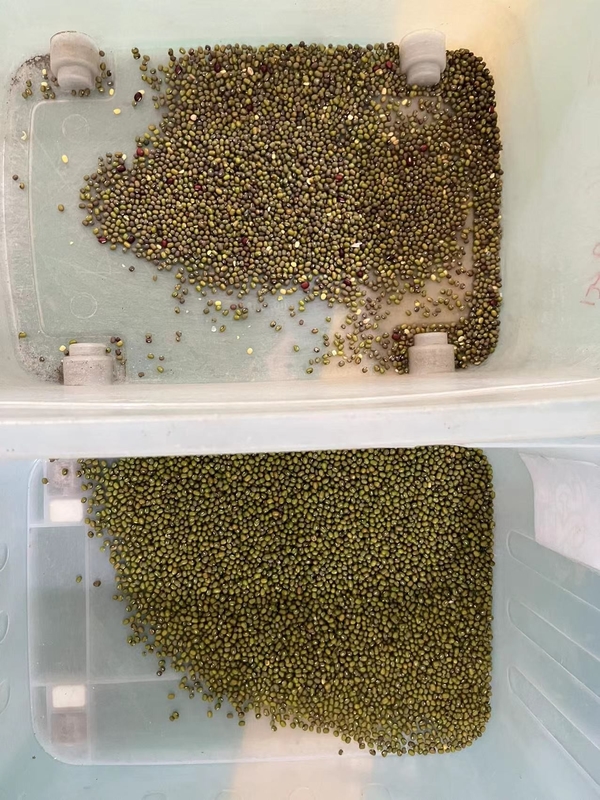 Máquina de classificação de cores de feijão Wenyao Mung