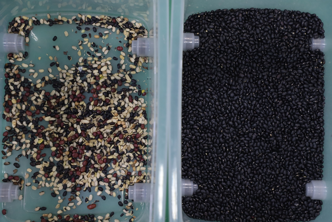 Wenyao CCD Camera Black Bean Color Sorter Máquina automática de classificação de cores