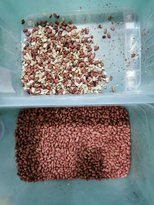 Wenyao Máquina de Classificação de Cores de Amendoim Multifunção CCD Classificador de Cores de Amendoim Inteligente