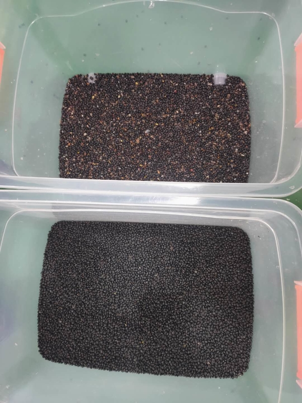 Máquina de classificação de cores de feijão preto Wenyao Máquina automática de classificação de cores de feijão com controle remoto