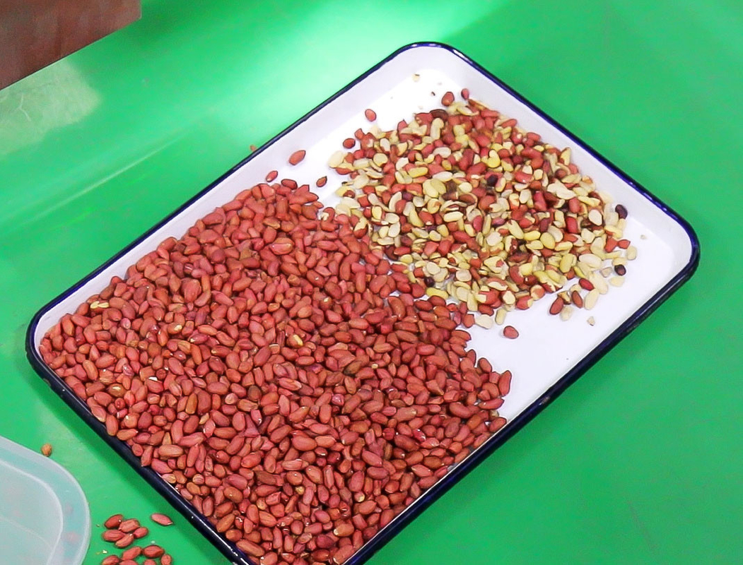 Máquina de classificação de cores de amendoim Wenyao