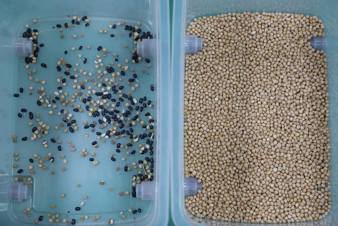 Wenyao 7 Chute fabricante chinês máquina de triagem de cores sorter de cor de grão de bico