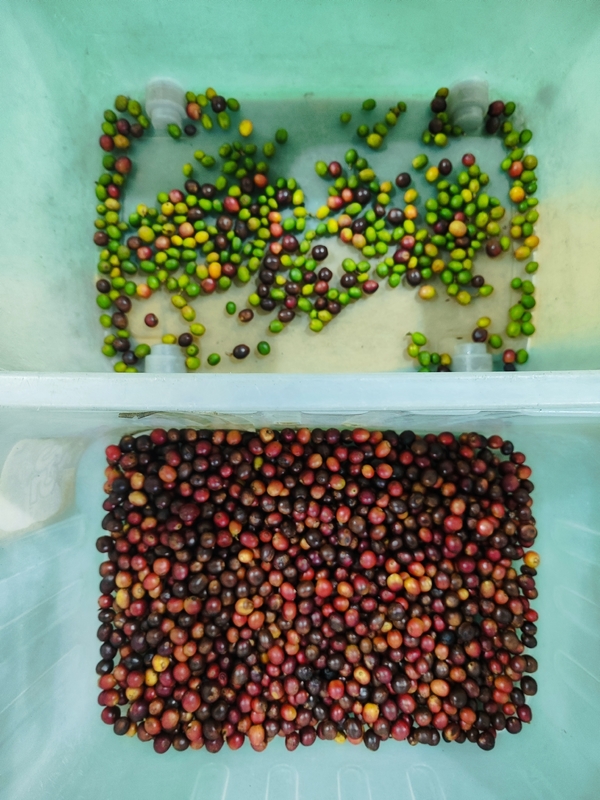 Fábrica de Wenyao Máquina de triagem de cores de café cereja