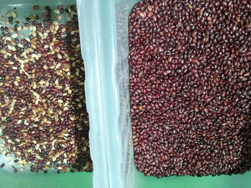 Wenyao Professional Red Kidney Bean Color Sorter Máquina de classificação de cores ópticas para feijão Grãos