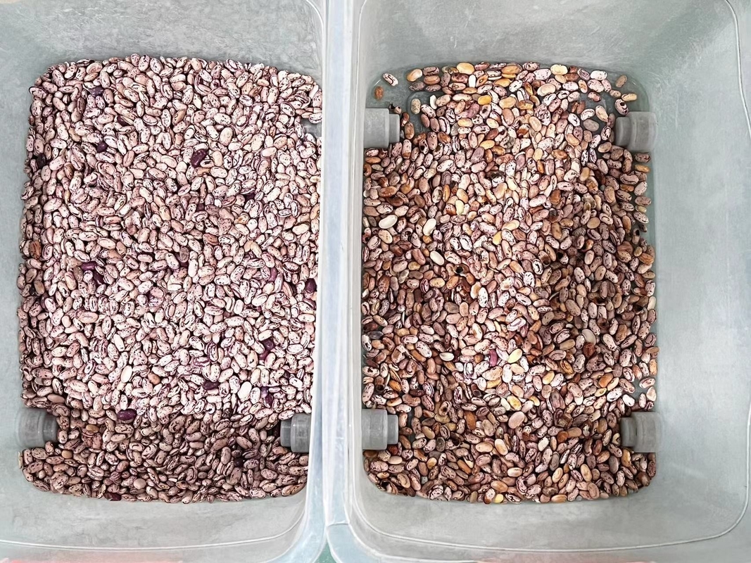 Wenyao Professional Red Kidney Bean Color Sorter Máquina de classificação de cores ópticas para feijão Grãos