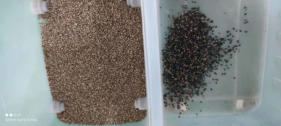 Máquina de classificação de cores de grãos