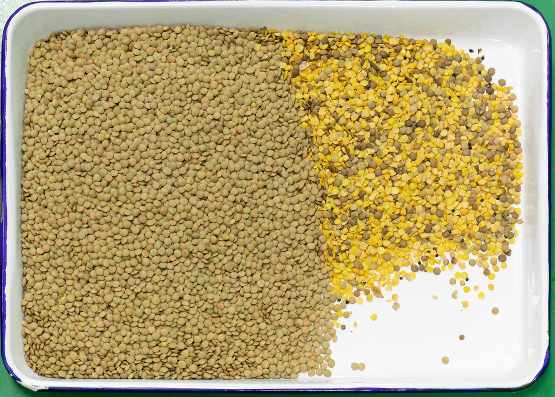 Wenyao Multifunção Lentil Color Sorter Máquina de Classificação de Cores Inteligente para Feijão Arroz