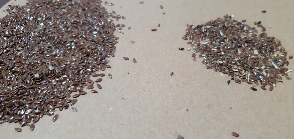 Produtor de sortidora de cores de sementes de girassol mini na China