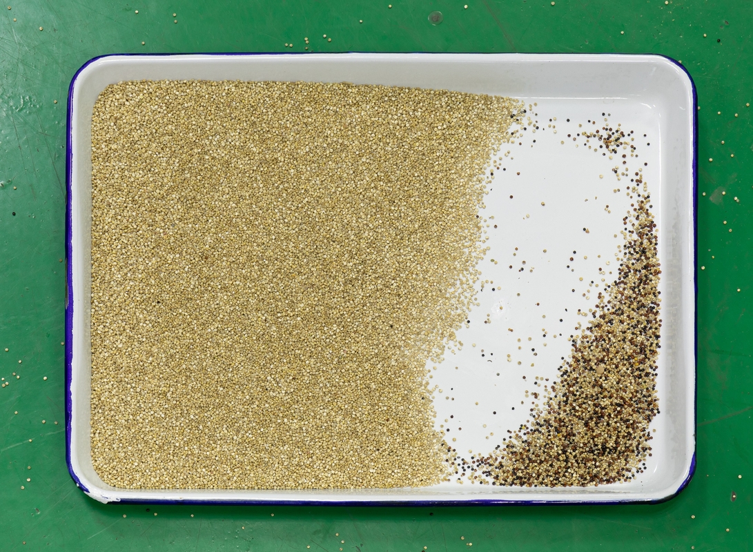 Máquina de triagem de cores de quinoa, selecionadora inteligente de cores com controle remoto, 2 anos de garantia