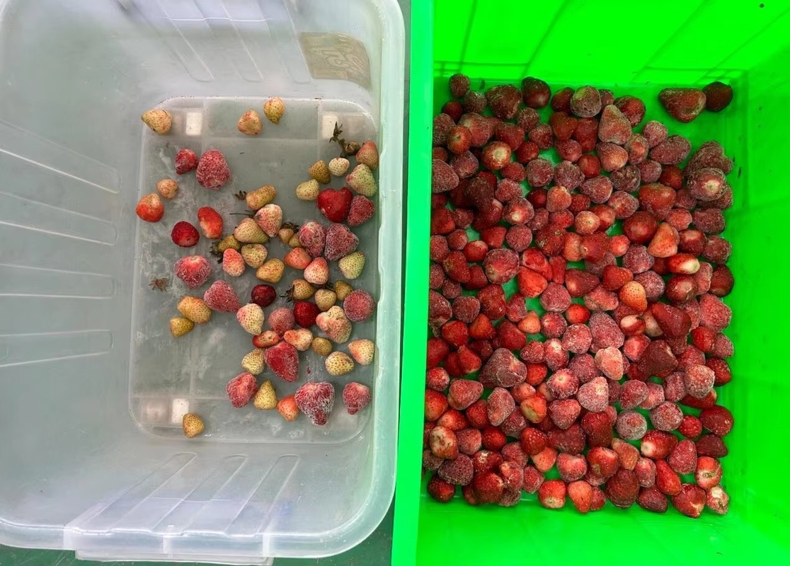 Wenyao Strawberry Color Sorter Intelligent Belt Color Sorting Machine para Frutas congeladas Café Cereja Blueberry Morango