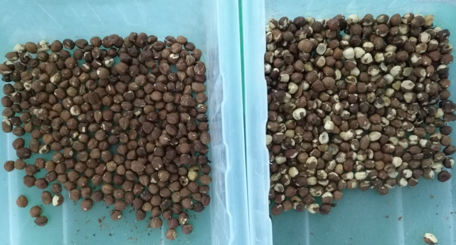 Máquina de classificação de cores de figos de peru avelãs Arroz CCD Grão de café Amendoim Sorteador óptico de cores